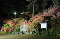 昨年のつつじ公園のライトアップ