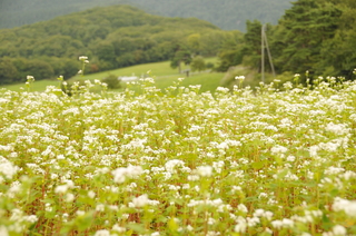 スキー場周辺に点在する幻想的なそば花畑