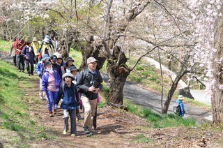 桜を眺めながらのウオーキング