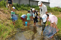 イバラトミヨを捕まえる子どもたち