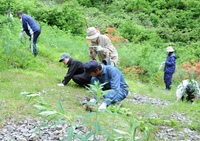 風穴を掃除と不要な植物を取り除きます